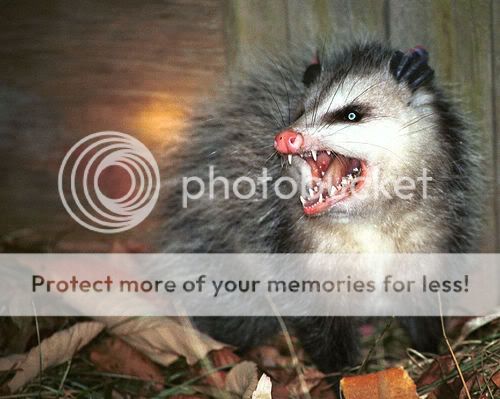 Opossum.jpg
