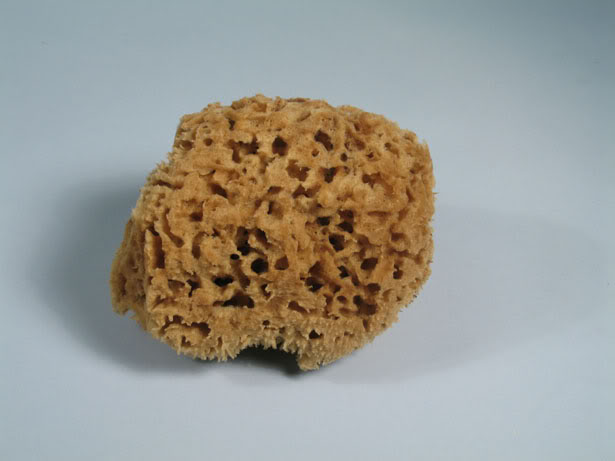 sponge-1.jpg