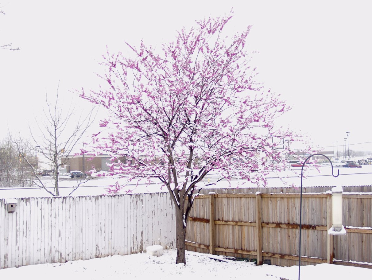Red_Bud_with_snow.jpg
