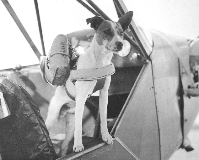 048EC9E50000044D-0-Brave_companion_Salvo_a_war_dog_of_the_Parapup_Battalion-m-46_1445540741463.jpg