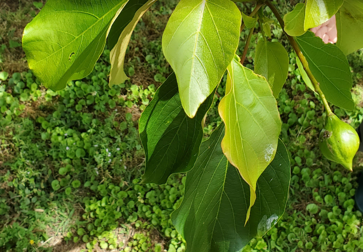 1627831601546.png 1627831601546.png