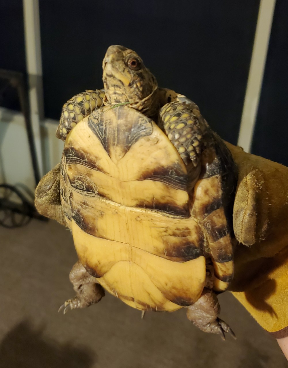 2026-06-15 Tortise.jpg