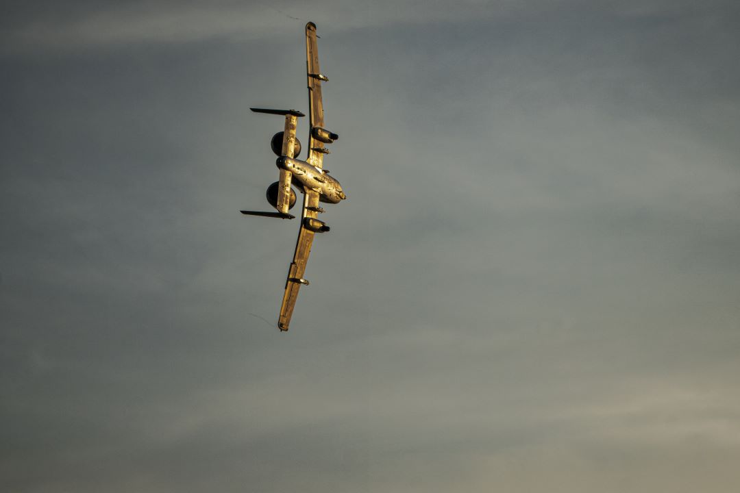 A-10GoldenBelly.jpg