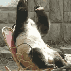 facepalm Panda.gif