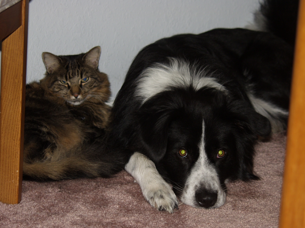 Harley and Tiger buddies.jpg