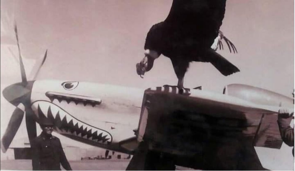 P-51D FAB.jpg
