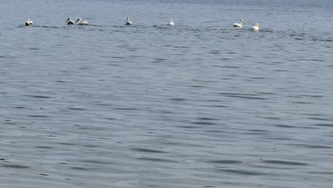 pelican 1.jpg