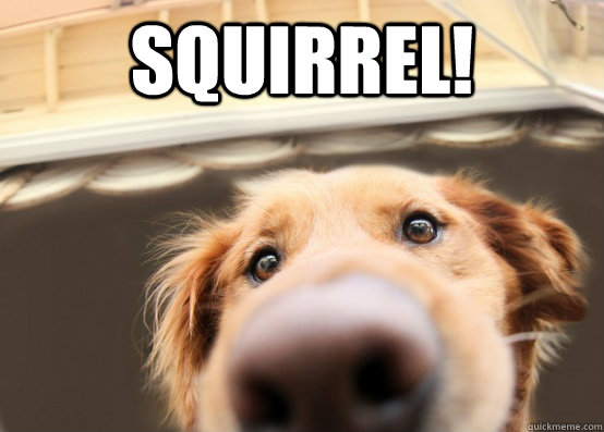 squirrel-24.jpg