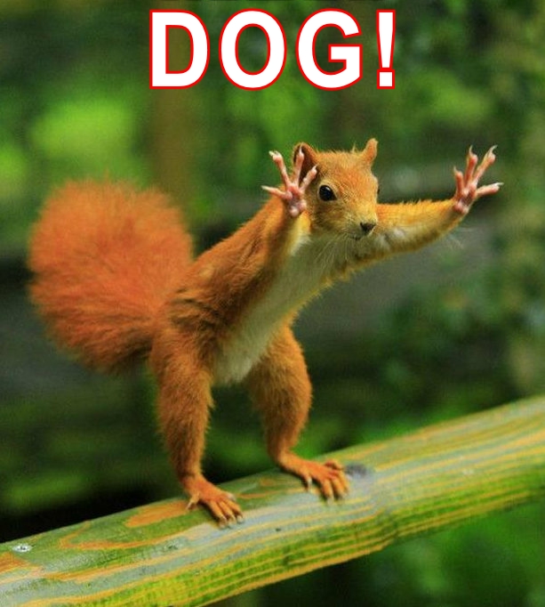 Squirrel DOG!.jpg