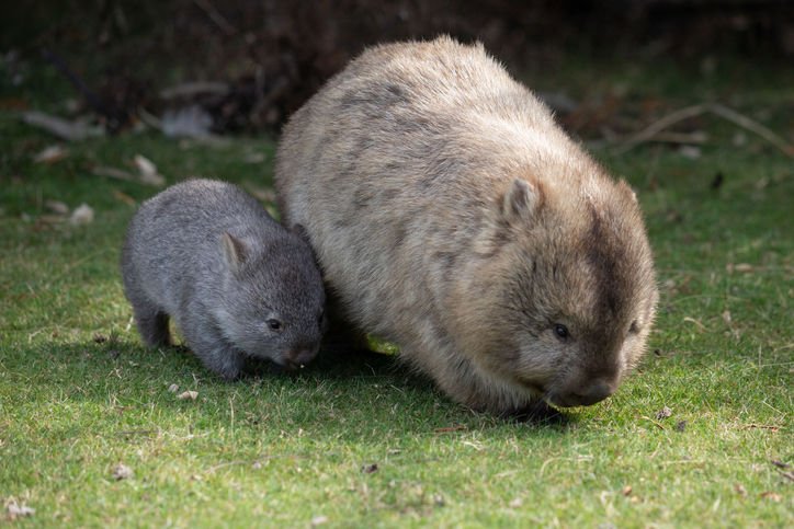 wombats-1618575887-jpg.jpg