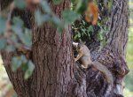 squirrel.jpg squirrel.jpg