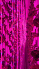 20250615_183803.jpg