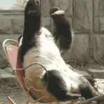 facepalm Panda.gif