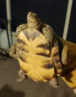 2026-06-15 Tortise.jpg