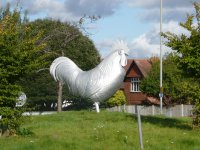 dorking-cockerel.jpg
