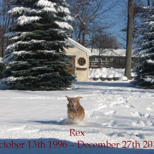 Rex in the Snow