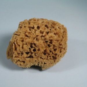 sponge-1.jpg