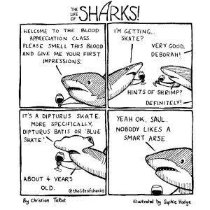 Sharks.jpg