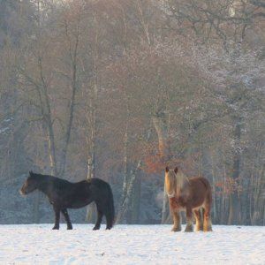 winter Limburg7