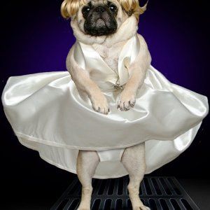 marilynpug.jpg