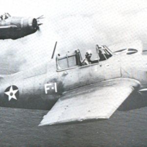 wildcat.jpg