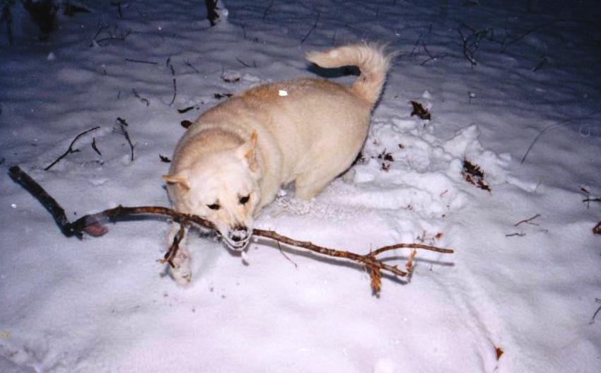 big_stick.jpg