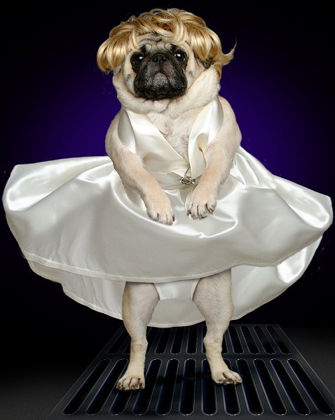 marilynpug.jpg