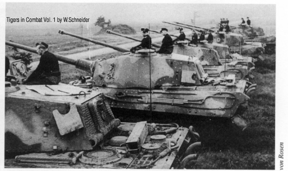 tiger2_503.jpg