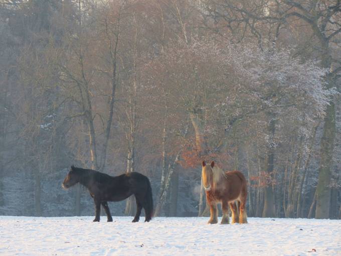 winter Limburg7