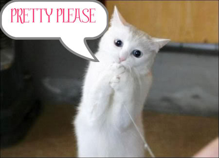 pretty_please_cat-1.jpg