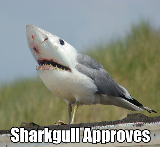 78549-sharkgull_approves.jpg
